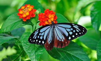 成功遛到蝴蝶了！我在抖音上火了，全网都在模仿的‘蝶变’日常