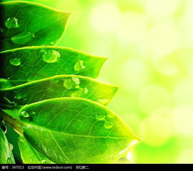 雨后森林树叶挂着水珠