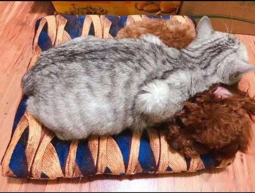 小猫与主人依偎在一起