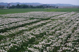 百合花在风中摇曳