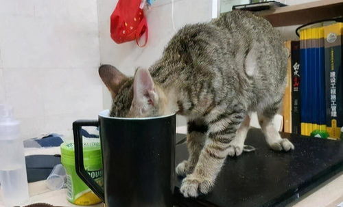 猫咪主人杯收藏展示