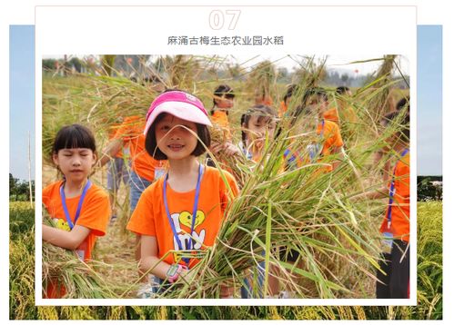 稻田里金黄的水稻随风摇曳