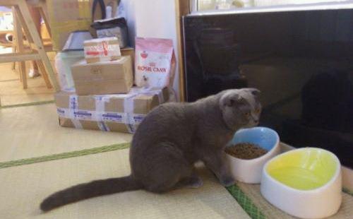 小猫趴在主人膝盖上