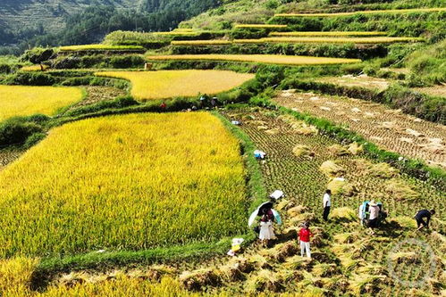 重庆酉阳云稻米梯田实景