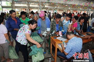 横州花农倒花不卖系谣言？真相来了，网友别再传了！