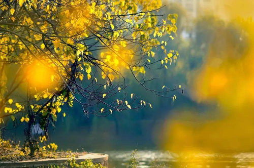 一片金黄的秋叶缓缓飘落在地面上