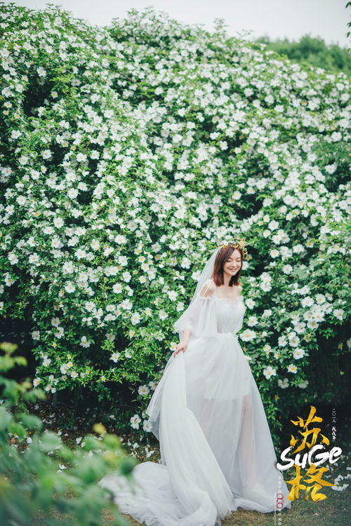 阳光下的一朵白玫瑰