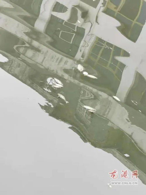 河中现死鱼，市委书记现场察看｜汛期生态警报敲响警钟