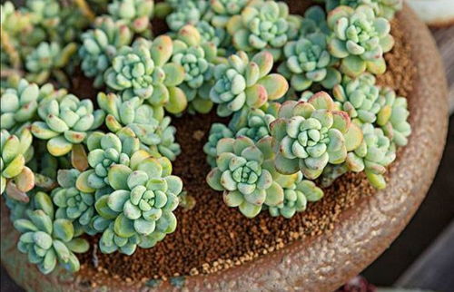 一束阳光洒在一盆多肉植物上