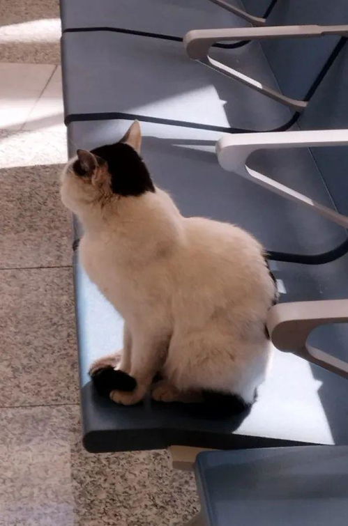 一只猫坐在背包上准备出发