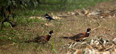 一群雉鸡在田野间活动