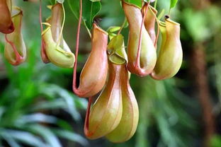 猪笼草生长状态良好