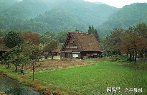 乡村田野中的桑树林