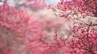 花的故事 | 寺田寅彦：一朵花里藏着时光的温柔