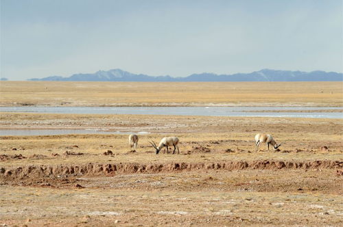 可可西里草原上的藏羚羊