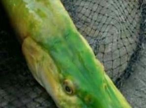 村民在鱼塘边围成一圈正在捕鱼