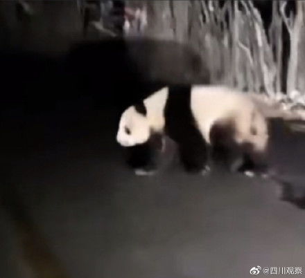 男子夜跑偶遇大熊猫，以为是猪？真实经历让人哭笑不得！