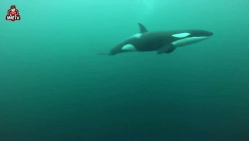 法国潜水员准备迁移虎鲸