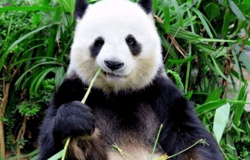 大熊猫在基地内悠闲吃竹子