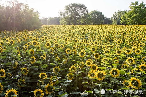 盛开的花海与阳光交相辉映
