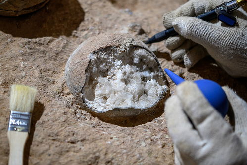 三水区博物馆恐龙蛋化石展区实景