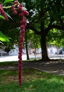 一束紫色的绣球花