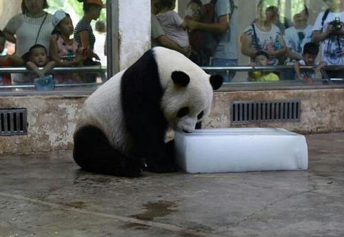 科研人员与大熊猫互动