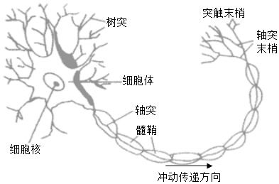 一张大脑神经网络结构图示意认知连接