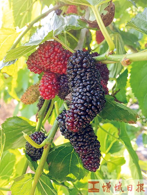 桑葚，童年的甜蜜