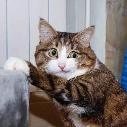 猫和主人在山边合影