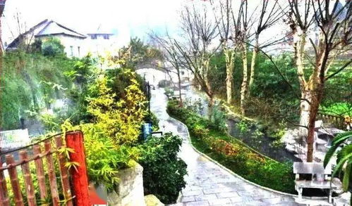 春日森林阳光透过树叶洒落