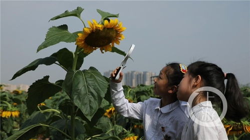 学生们手持鲜花送别陈超凡