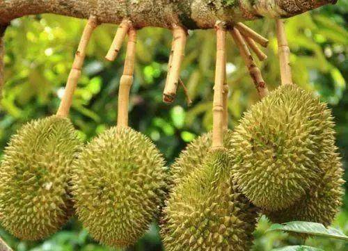 看在榴莲的面子上，我决定讲一个关于“臭味与甜蜜”的故事