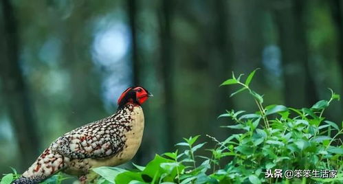 雄性雉鸡在灌木丛中觅食