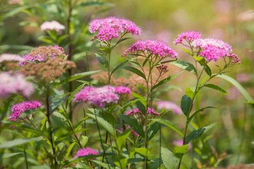 清晨阳光下的粉花绣线菊
