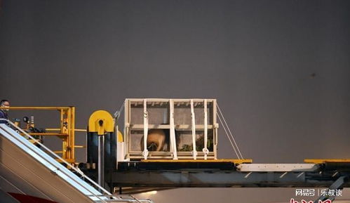 福宝在机场被工作人员抱着