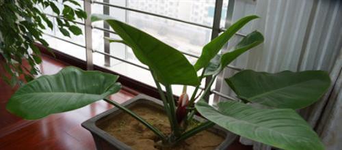 养猪笼草秘诀公开！五个关键技巧让食虫植物（Carnivorous Plants）轻松爆笼