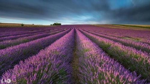 薰衣草梦境创意视频的视觉艺术打造全攻略｜简书爆文分享