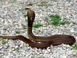 成都街头惊现巨型3D蛇引热议，背后真相你绝对想不到！