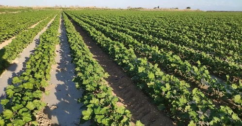 农田因高温干热风而枯黄