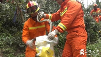 菜花蛇在树枝上盘踞