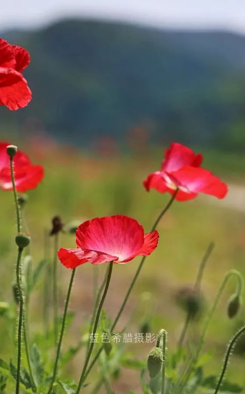 阳光下盛开的一朵小花