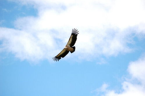 一只雄鹰在草原上空飞翔