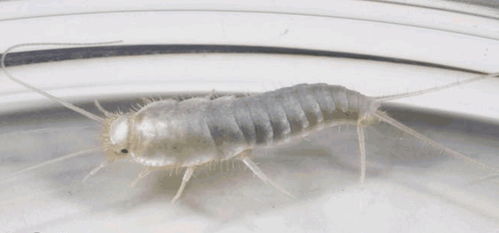 衣鱼虫实物图对比图