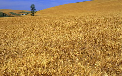 永久基本农田沦为垃圾场，谁在纵容？