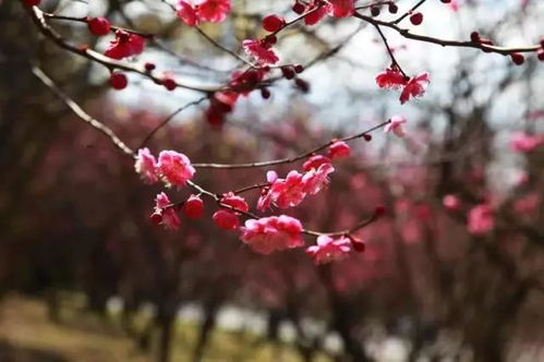 春日盛开的梅花与绿叶交相辉映