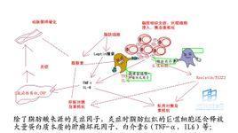白介素在医学中的应用前景图示