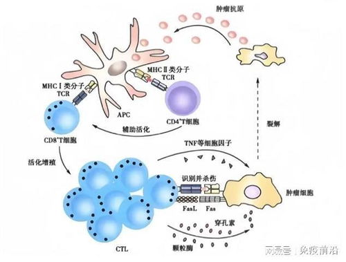 肿瘤免疫治疗示意图
