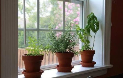 清晨阳光洒在窗台的花盆上