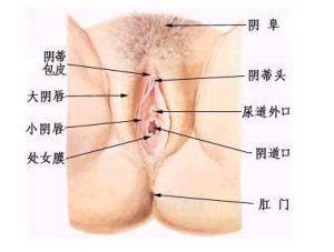 私处颜色对比示意图